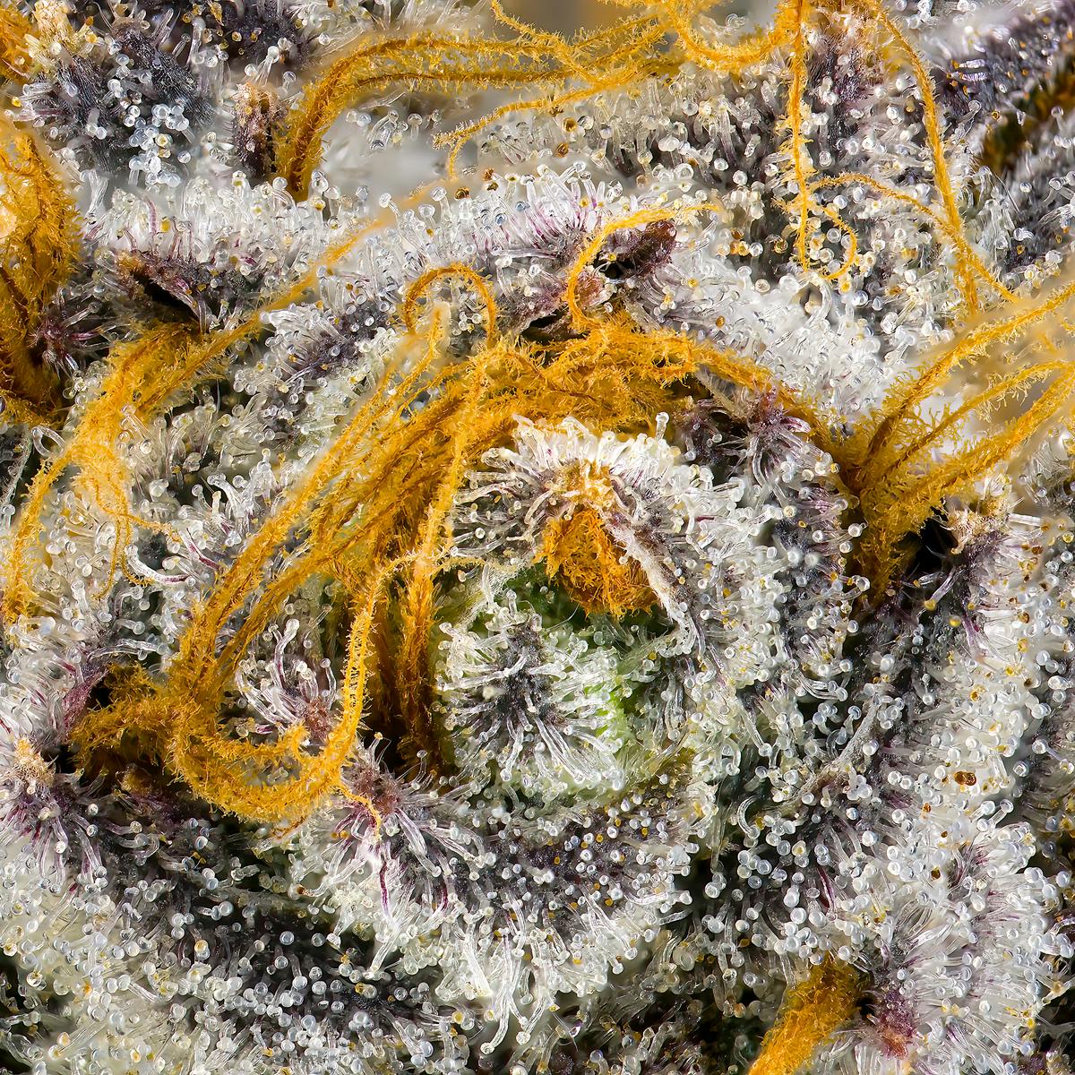 Orange Truffle Soufflé Live Resin Liquid Diamonds Airgraft Pod - image 7