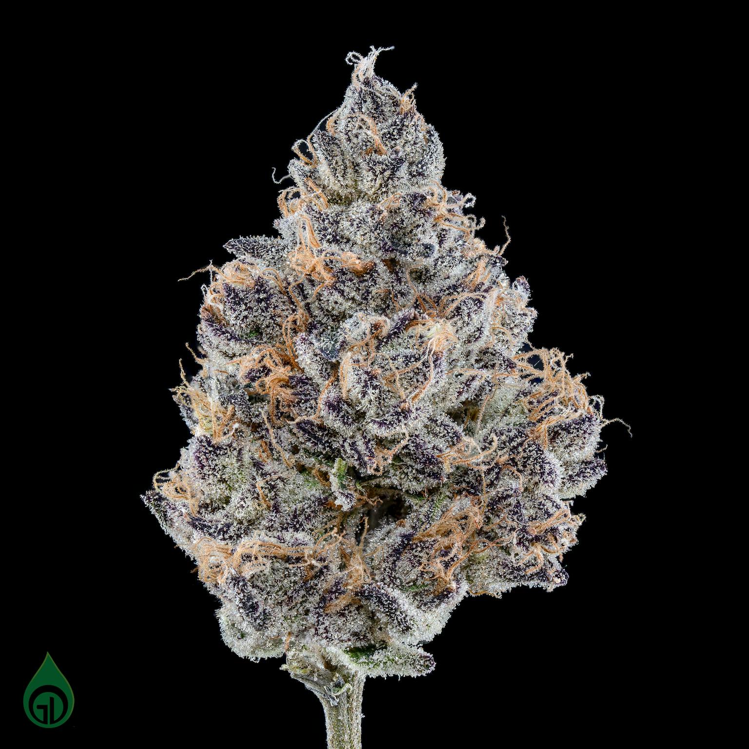 GDL Black Label Flower (14g) | Pürplē Frōōt - image 3