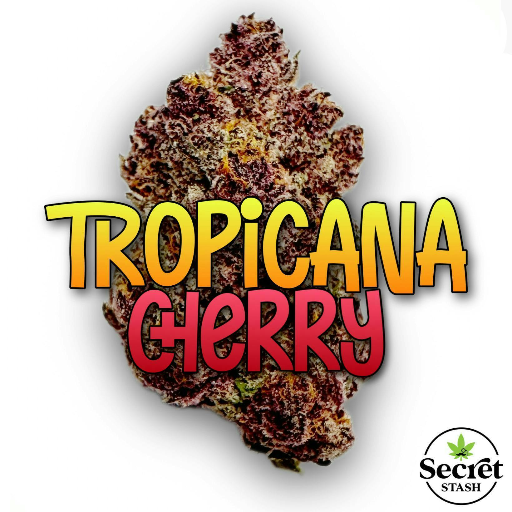 Secret Stash Flower - Tropicana Cherry - image 2