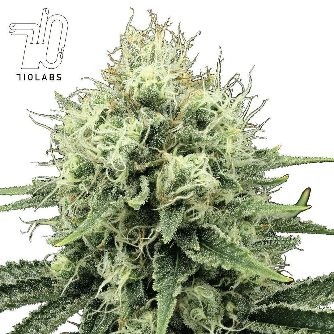 Starburst 36 #40 - Flower - image 1