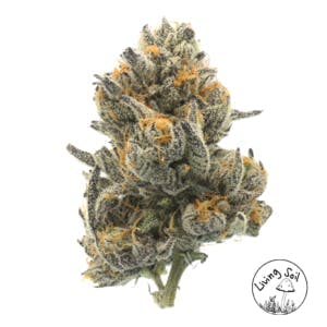 Piescream #7 Flower 14g - image 1