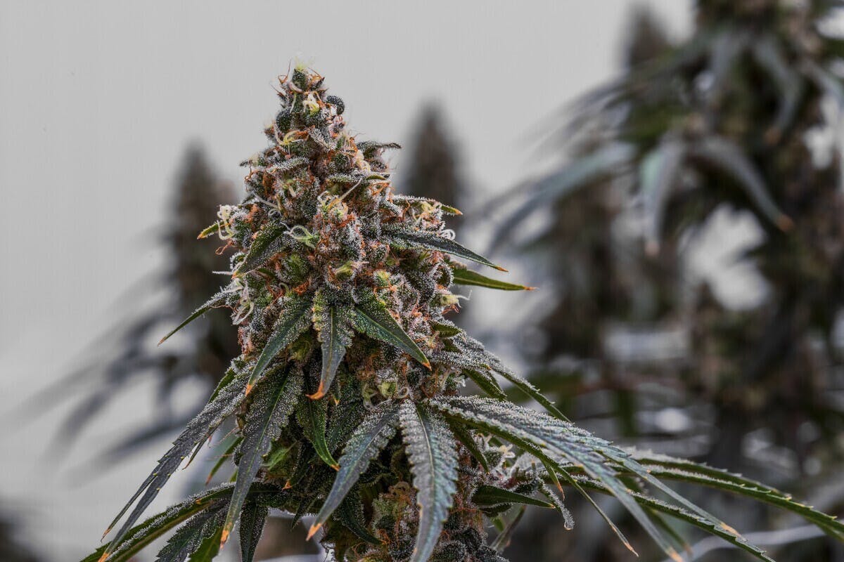 Chasca Flower 14g - image 2