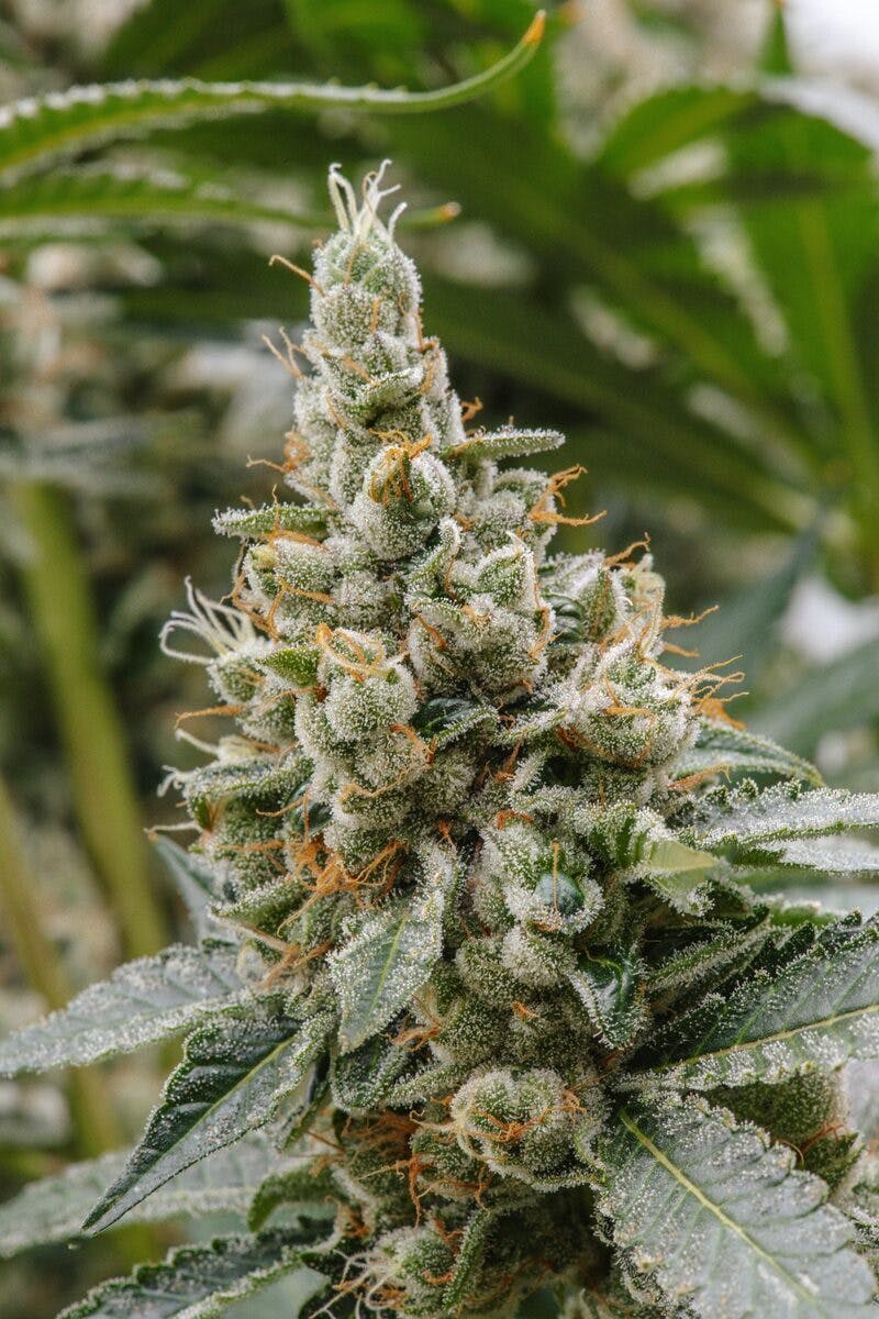 Lemon Royale Flower 14g - image 2