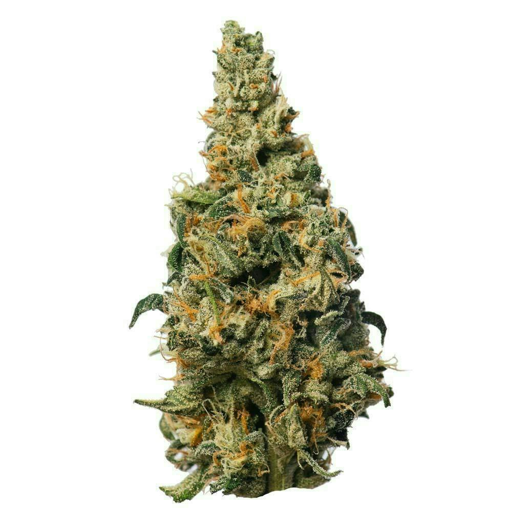 Proper Cannabis - GMO Rootbeer | 1g - image 1