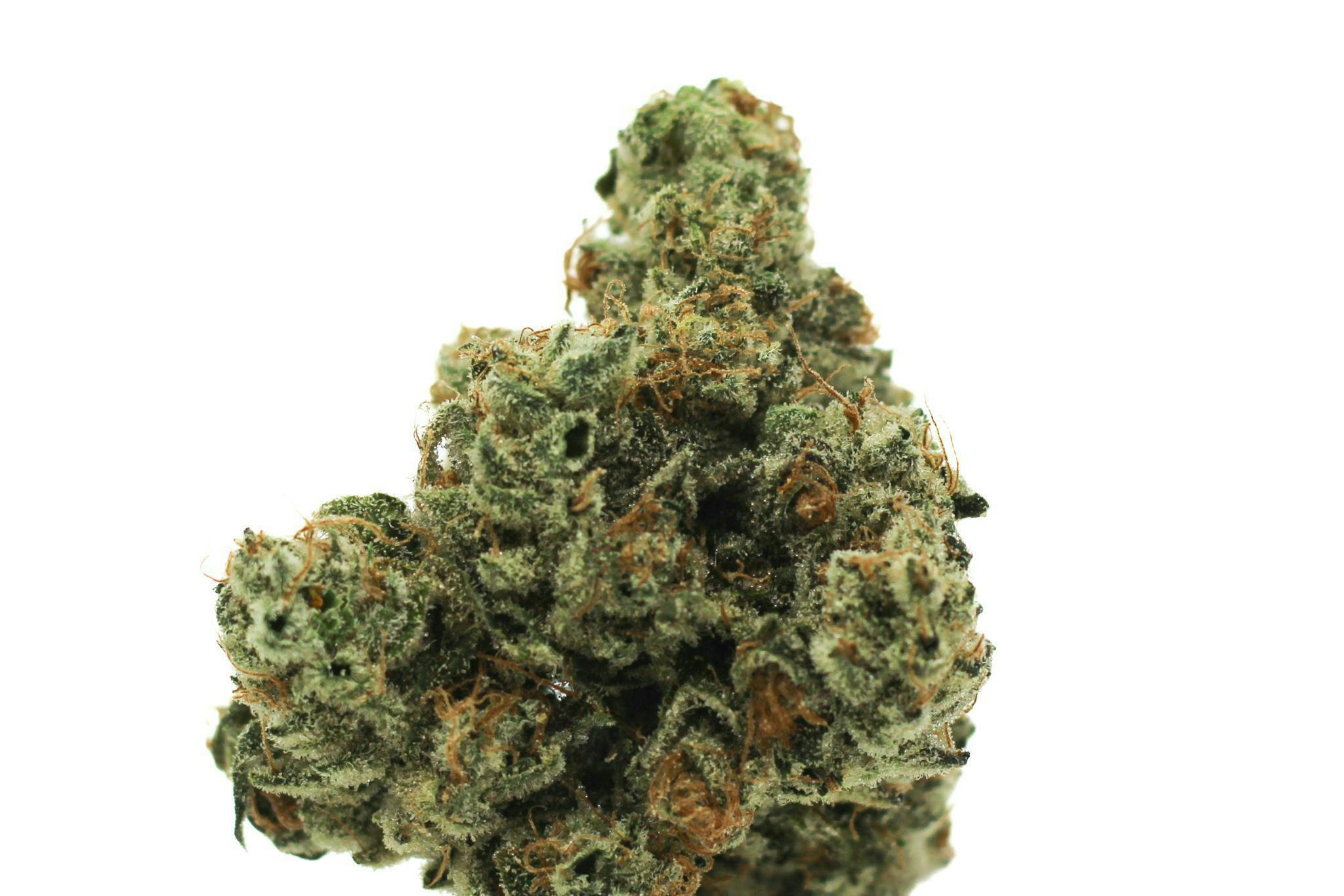 Rugged Roots - Papaya Fuel 3.5g Flower - image 1