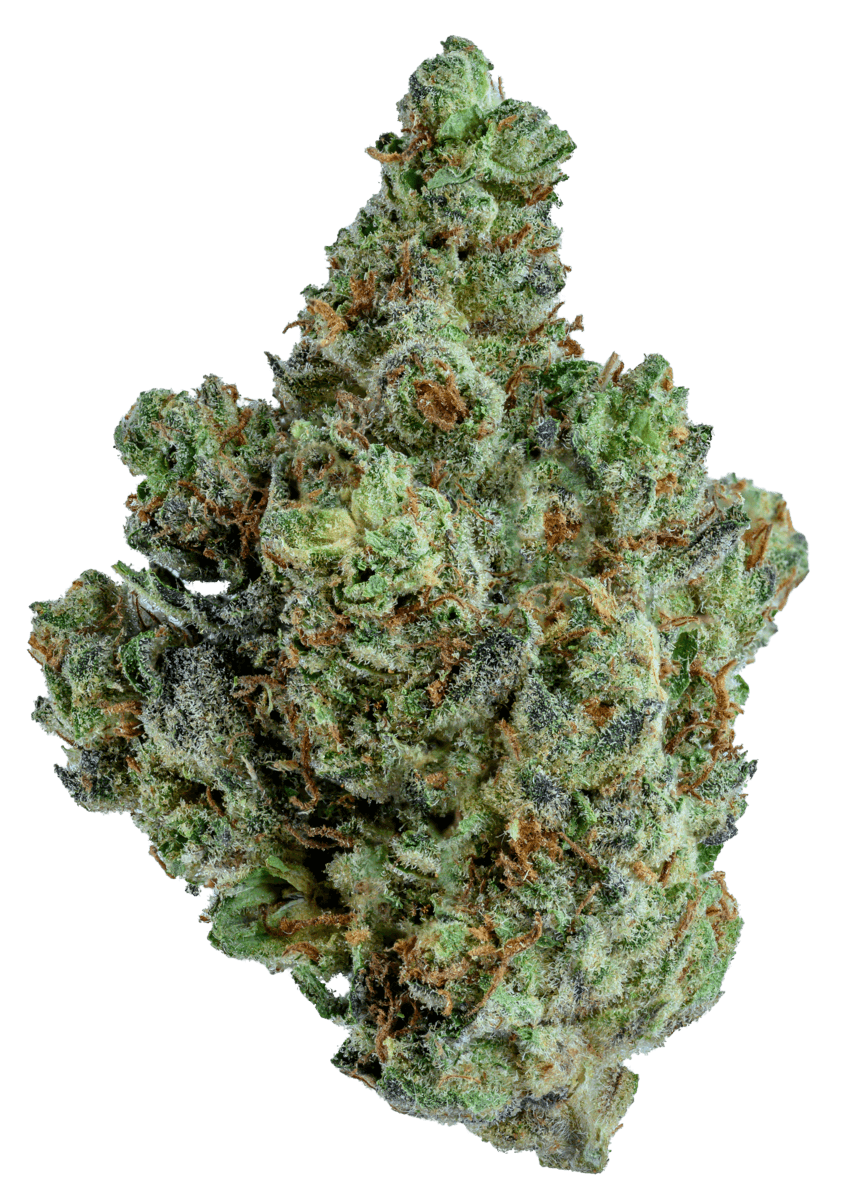 GOLD STANDARD | SLURTY3 | 14G - image 1
