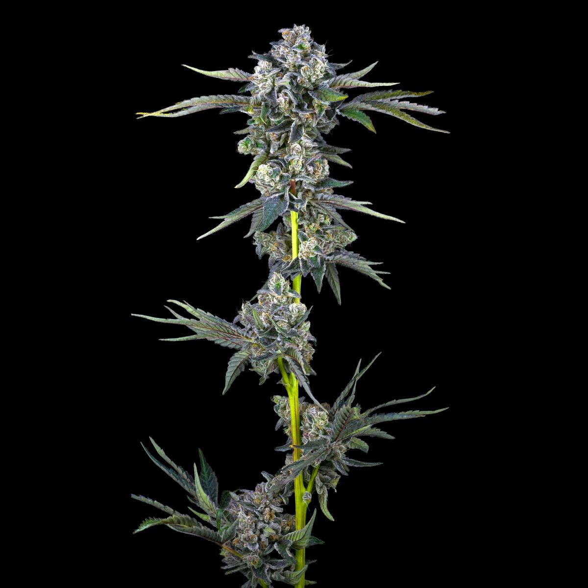 Paradiso Pre-Roll [1g] - image 5