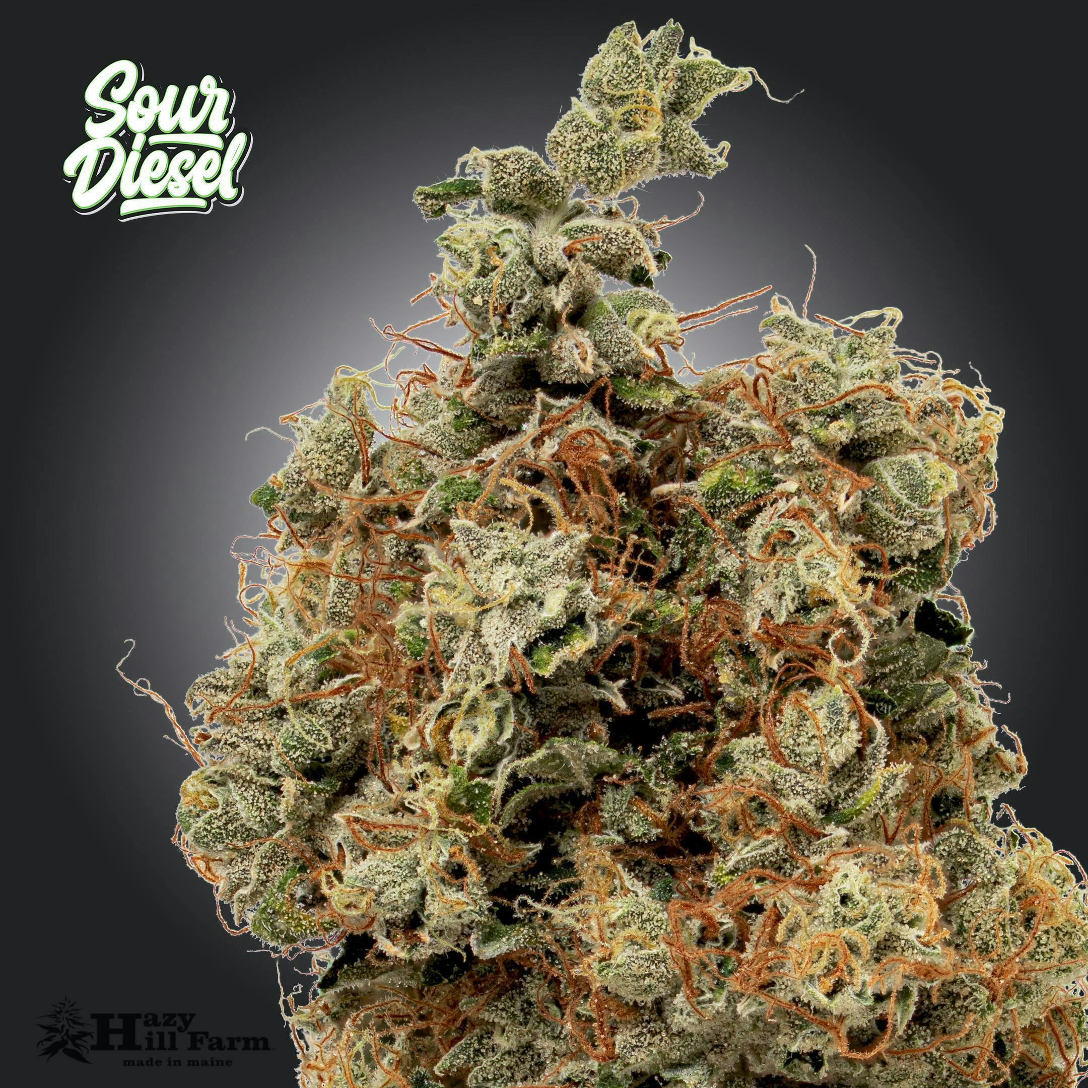Sour Diesel - image 2
