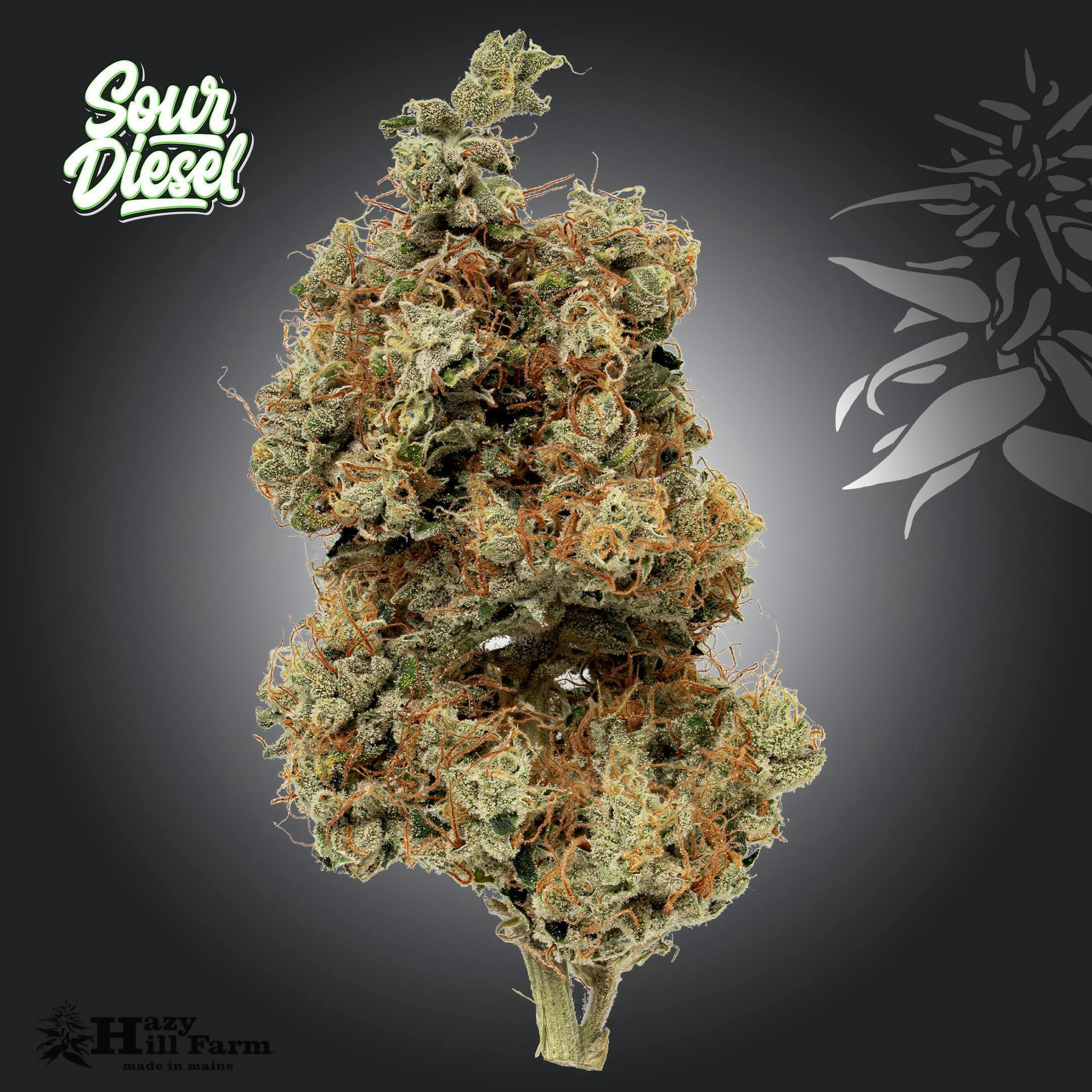 Sour Diesel - image 1