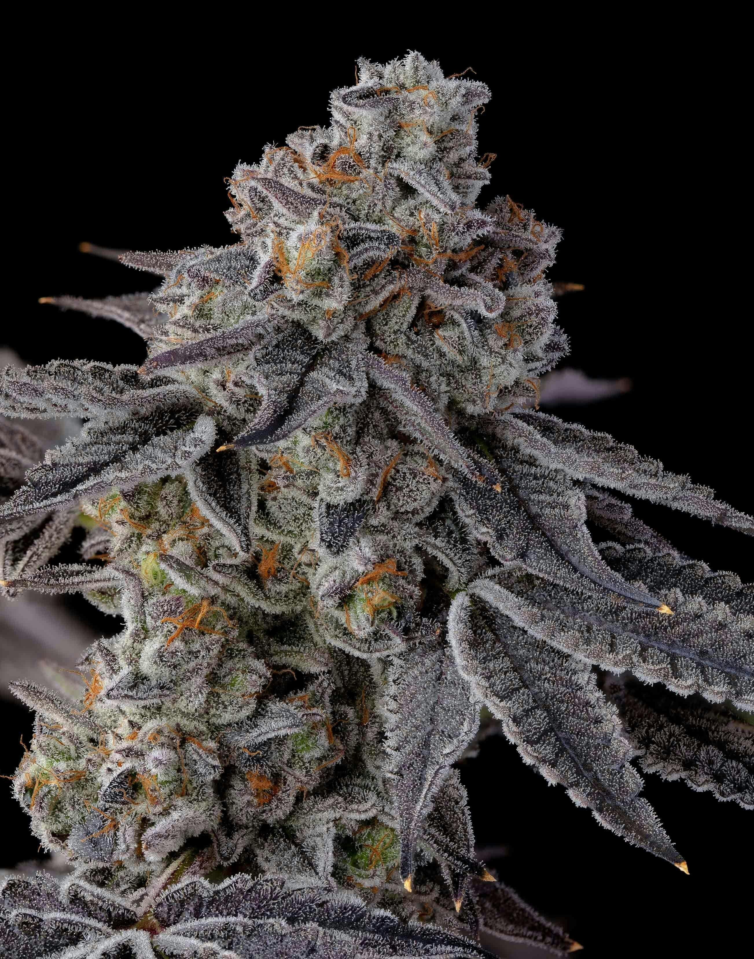 Voodoo Child - image 2