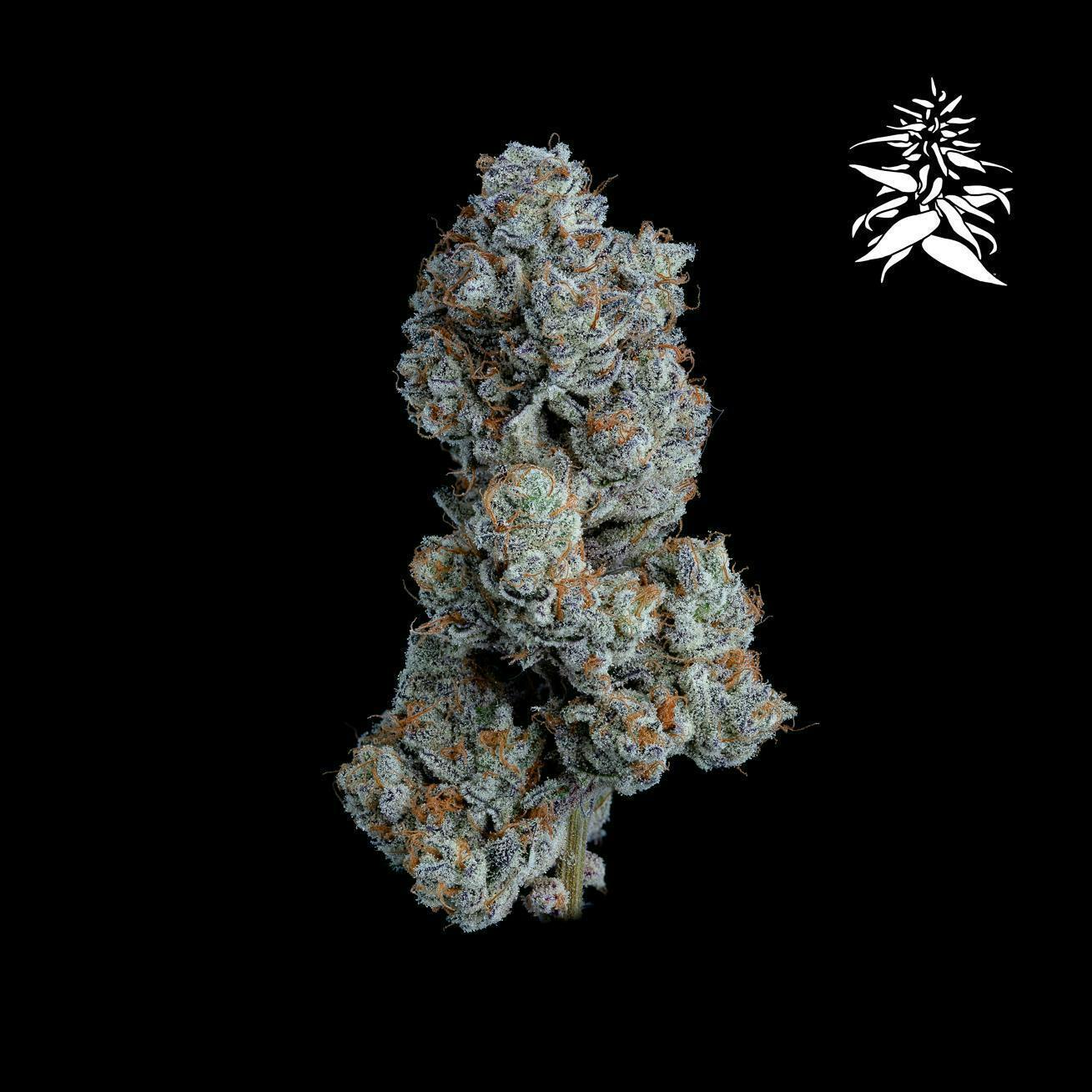 Voodoo Child - image 1