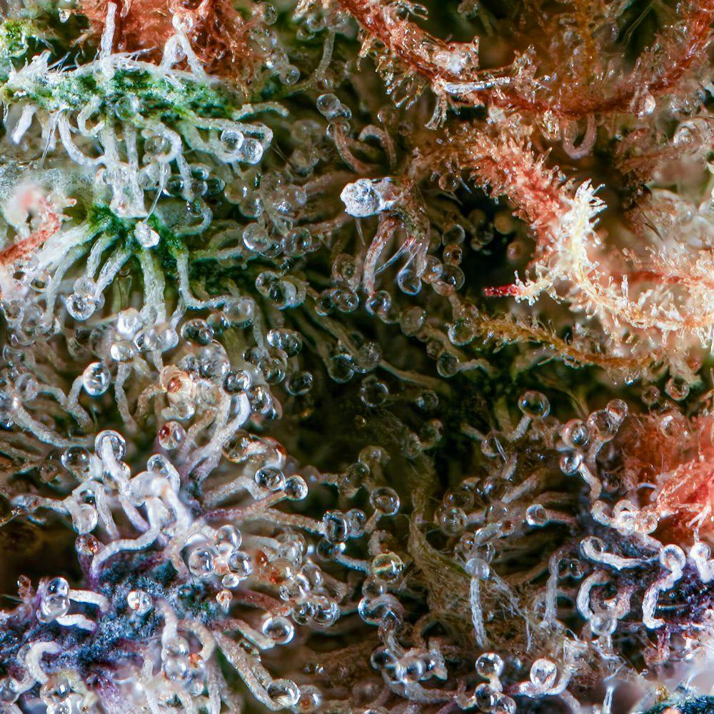 Country Cookies Flower - image 2