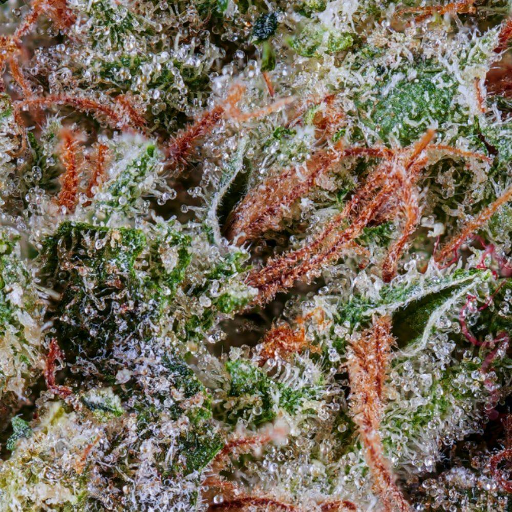 Donny Burger Flower - image 2