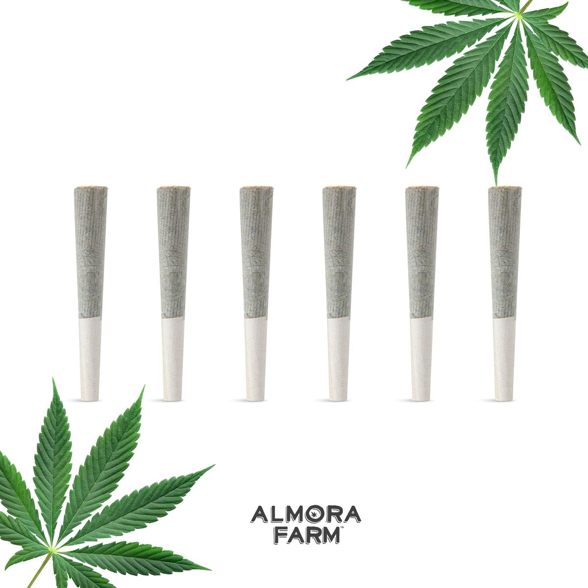 White Fire - PreRoll 6 Pack - 3g - image 2