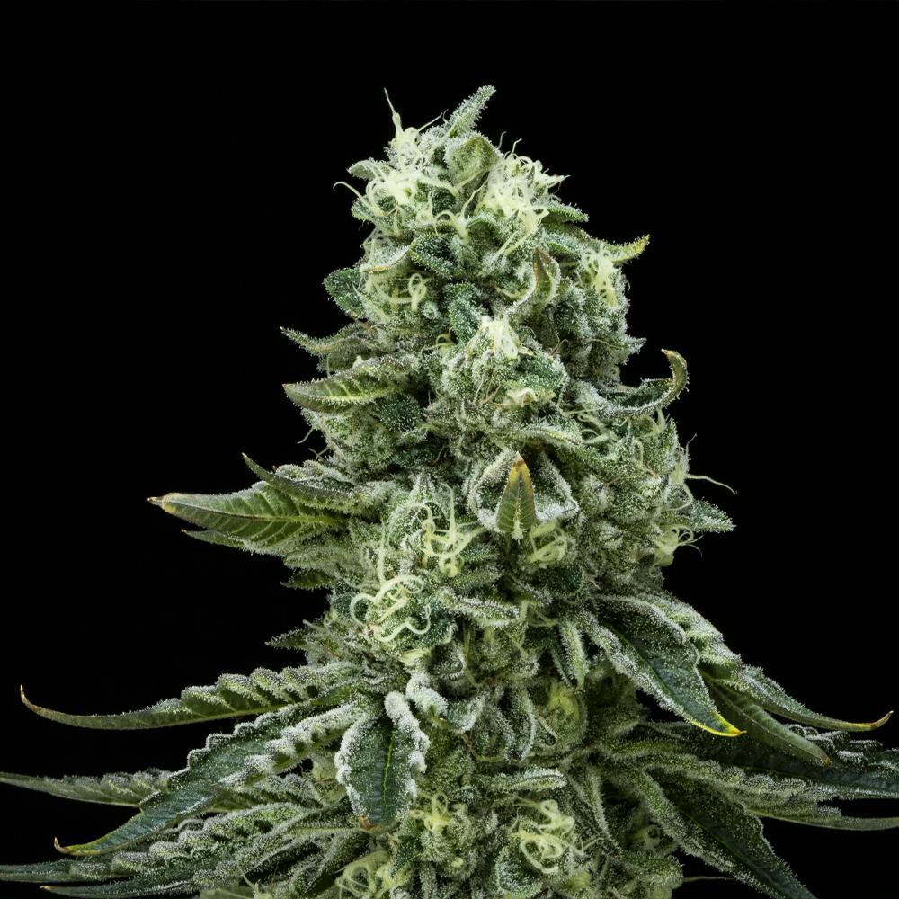 Vanilla Cake FloraCal Hybrid Premium Flower (3.5g) - image 5