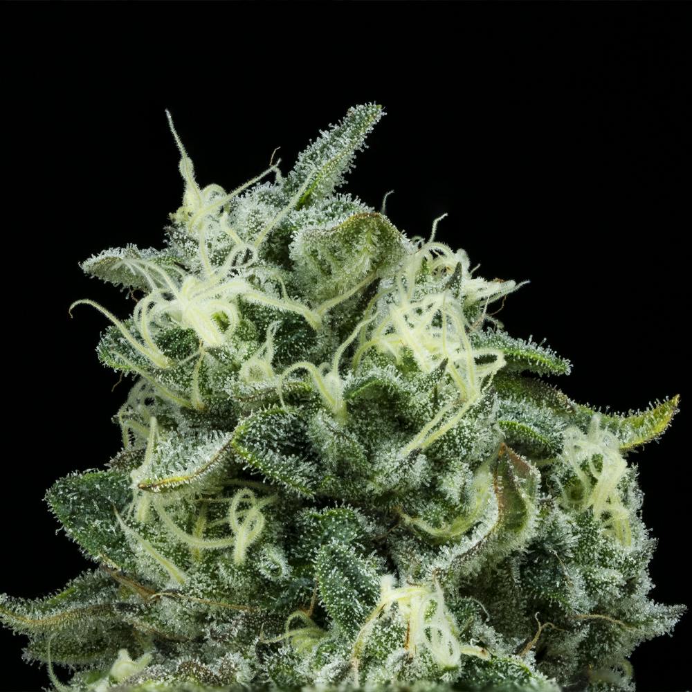 Vanilla Cake FloraCal Hybrid Premium Flower (3.5g) - image 4