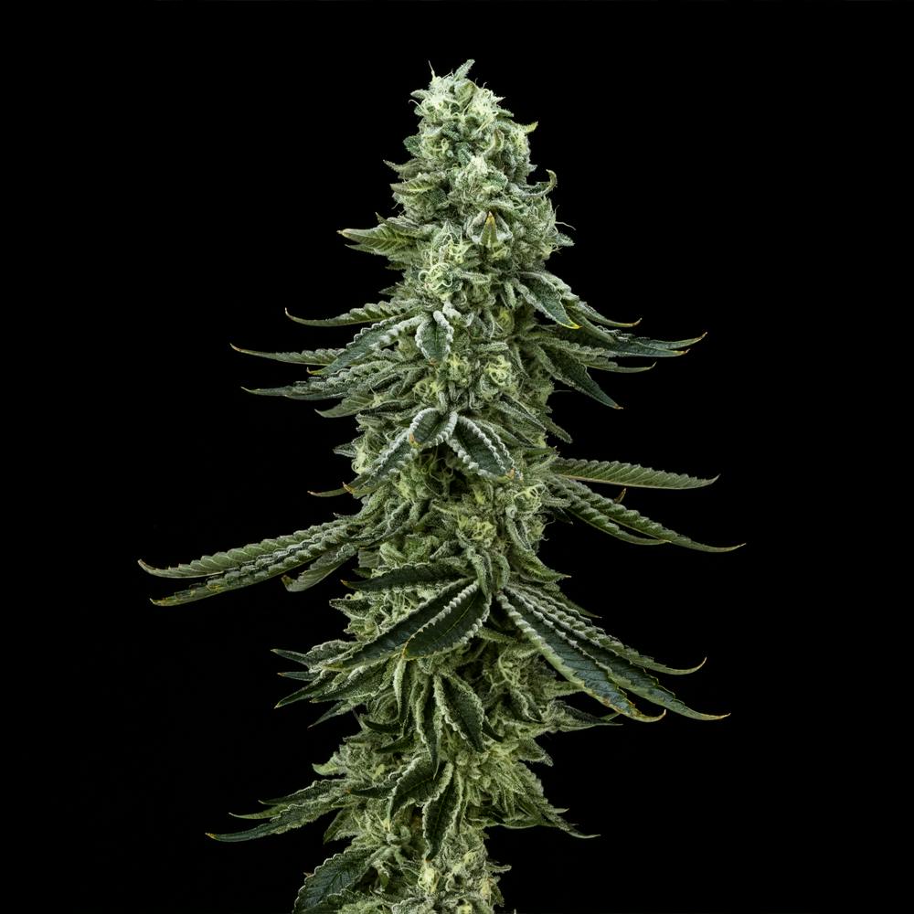Vanilla Cake FloraCal Hybrid Premium Flower (3.5g) - image 3