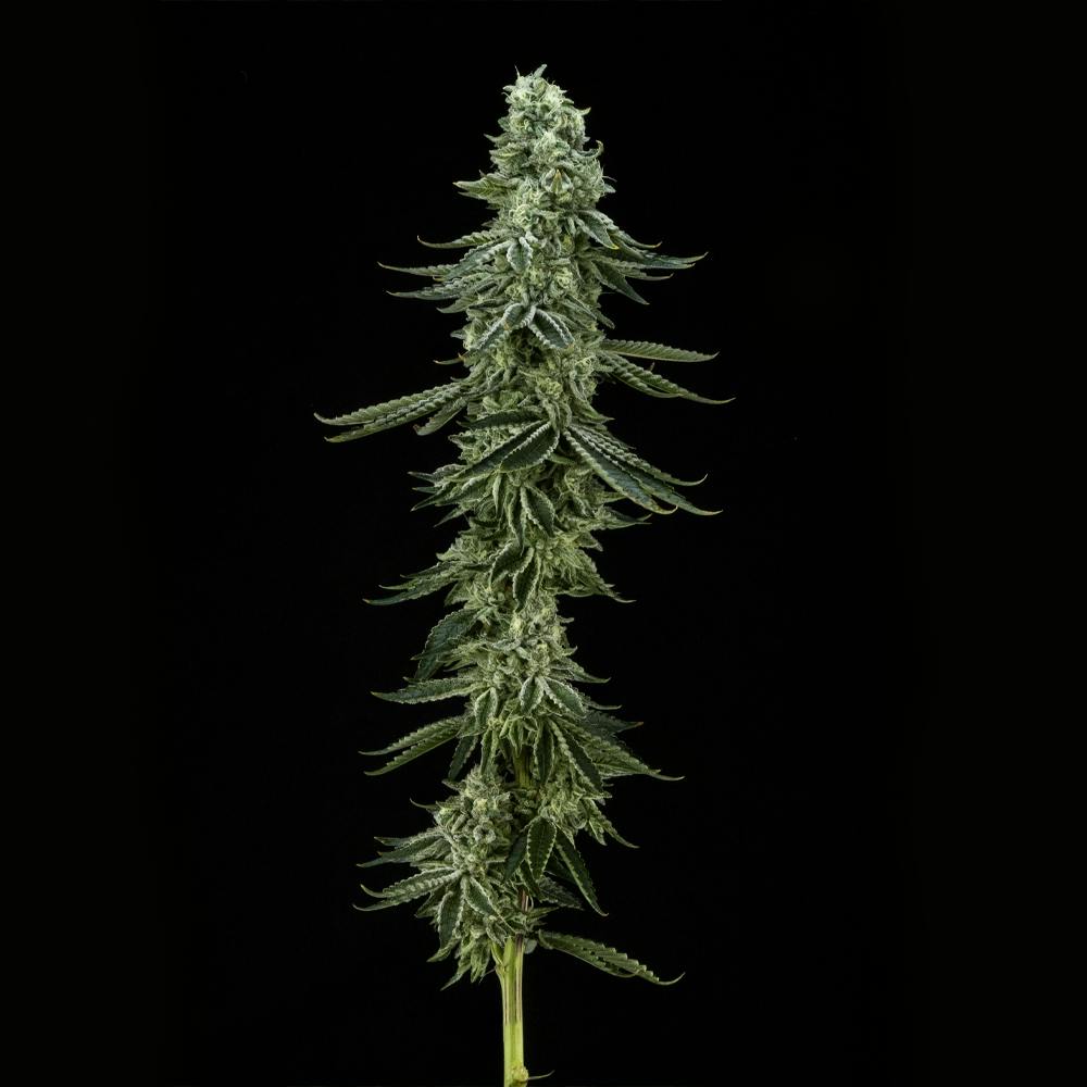 Vanilla Cake FloraCal Hybrid Premium Flower (3.5g) - image 2
