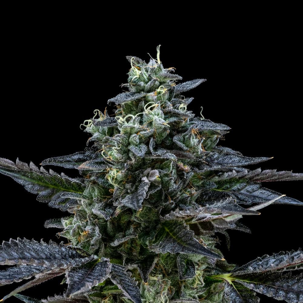 Air Gelato #23 | Hybrid Flower [3.5g] - image 3