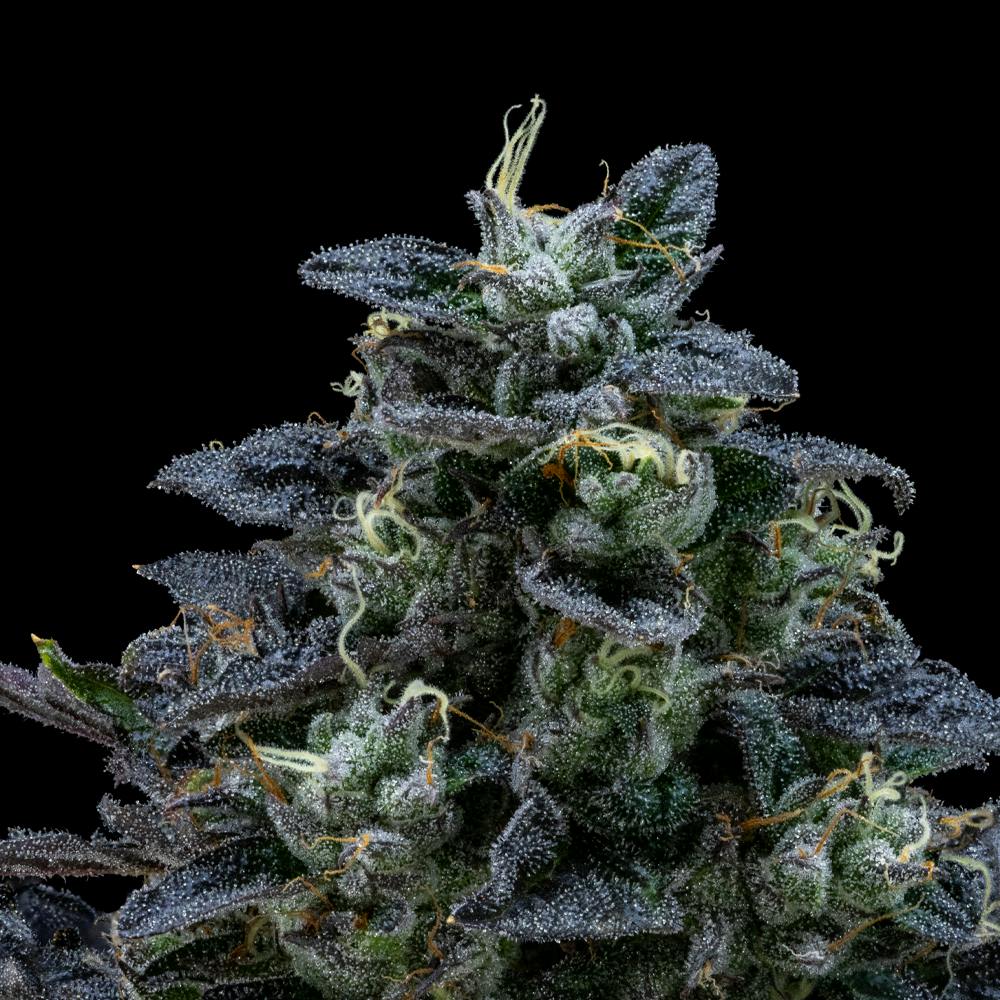 Air Gelato #23 | Hybrid Flower [3.5g] - image 2
