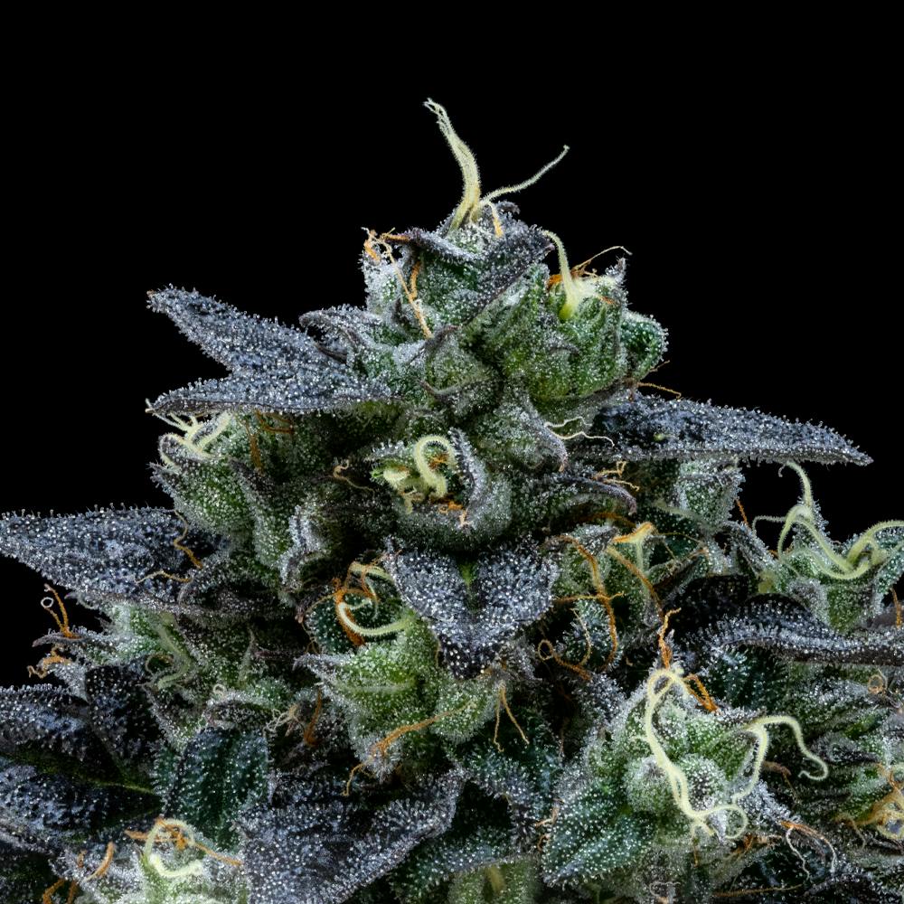 Air Gelato #23 | Hybrid Flower [3.5g] - image 1
