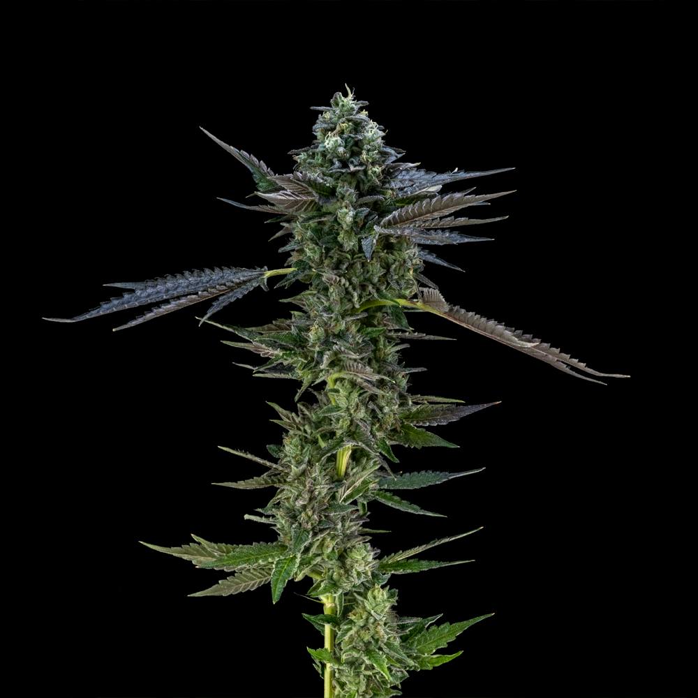 Air Gelato #23 | Hybrid Flower [3.5g] - image 6