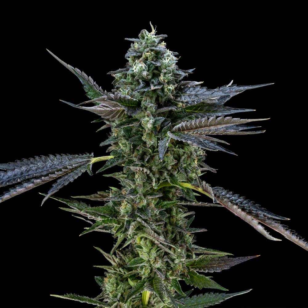 Air Gelato #23 | Hybrid Flower [3.5g] - image 5
