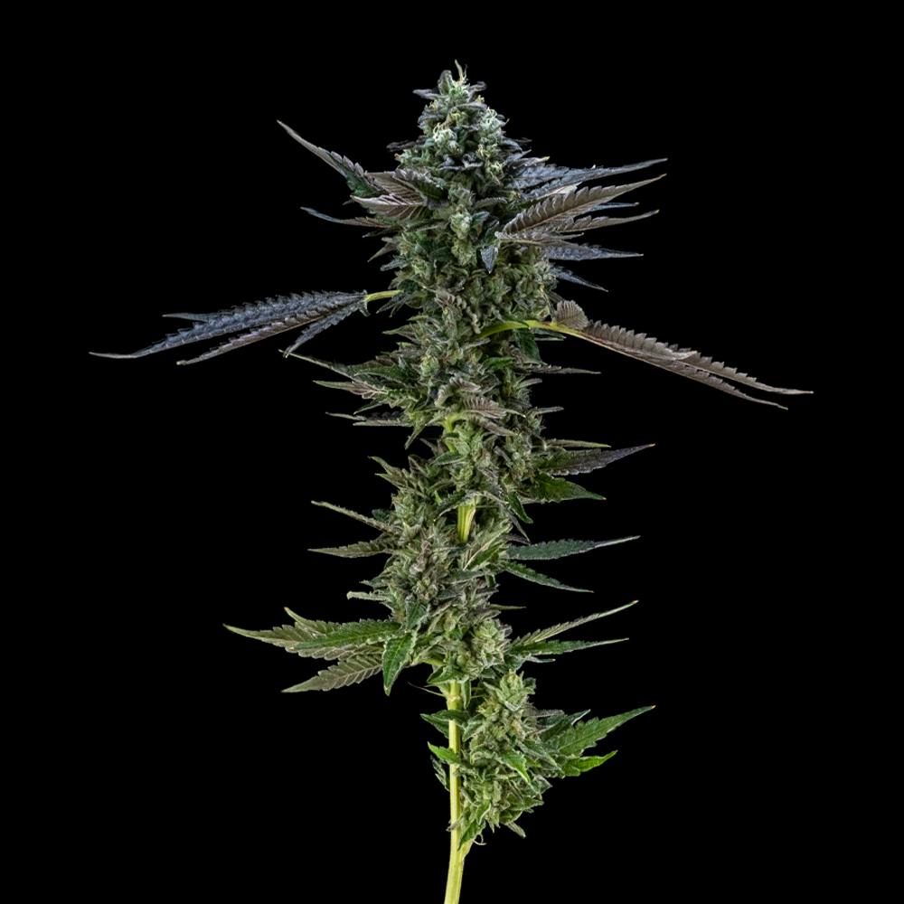Air Gelato #23 | Hybrid Flower [3.5g] - image 4