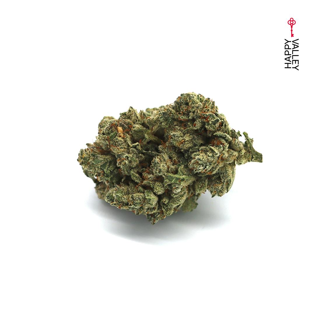 GG4 - image 2