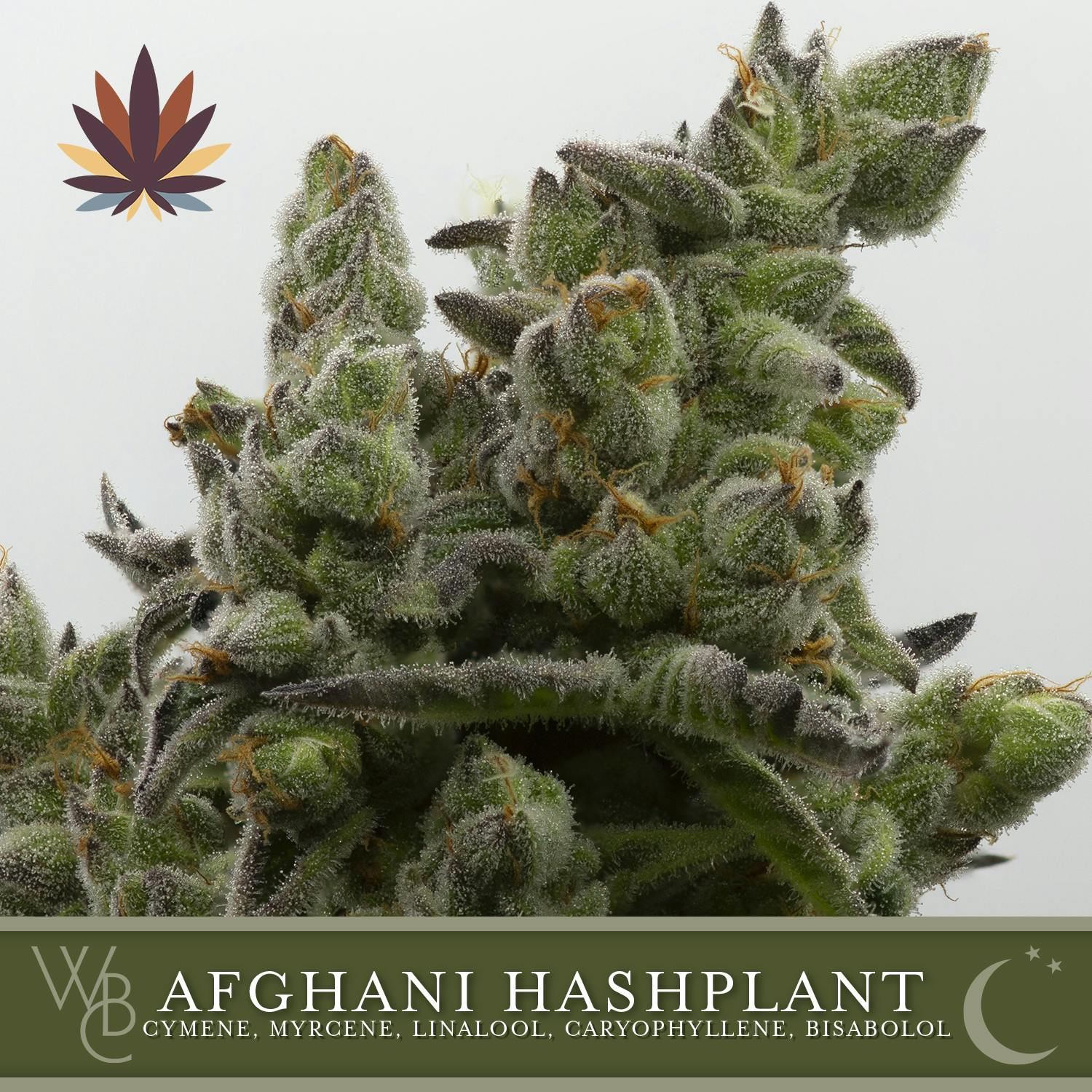 Afghani Hash Plant - image 1