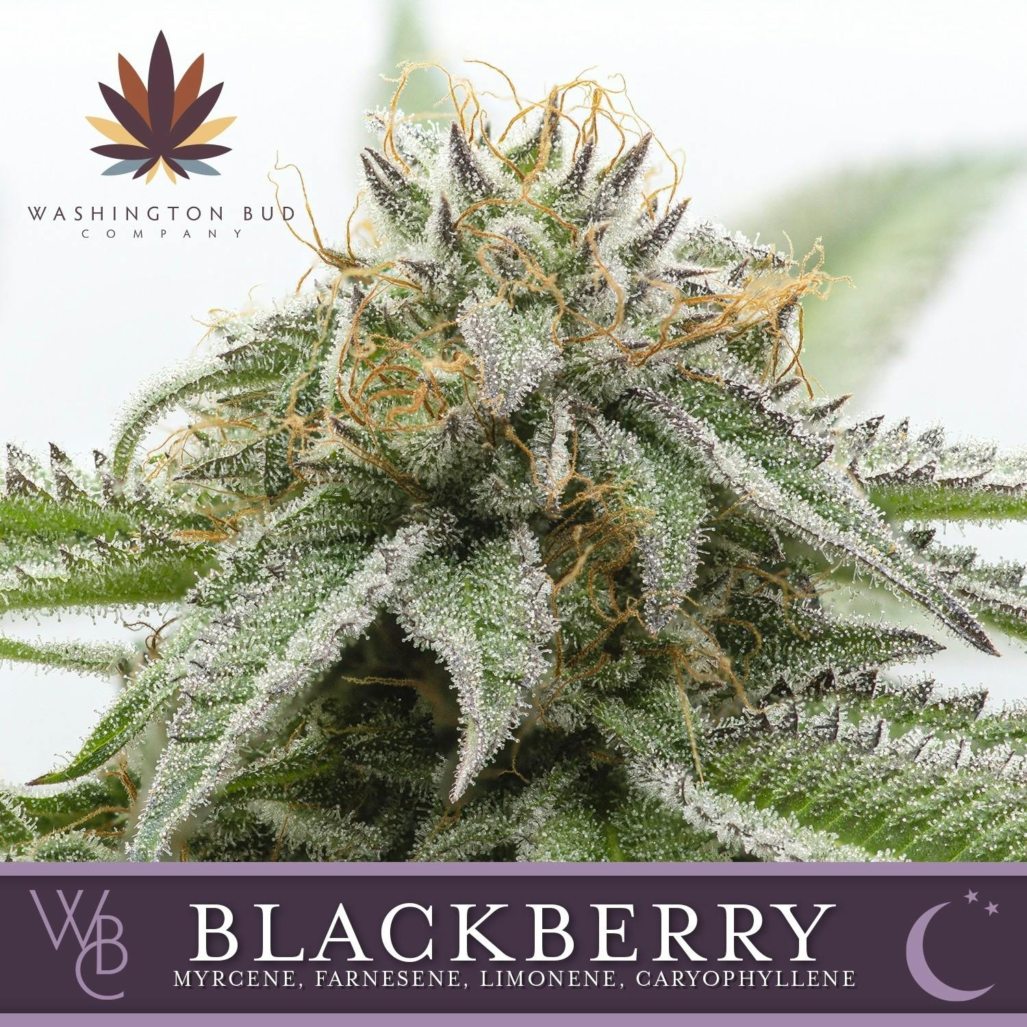 Blackberry Kush - image 1