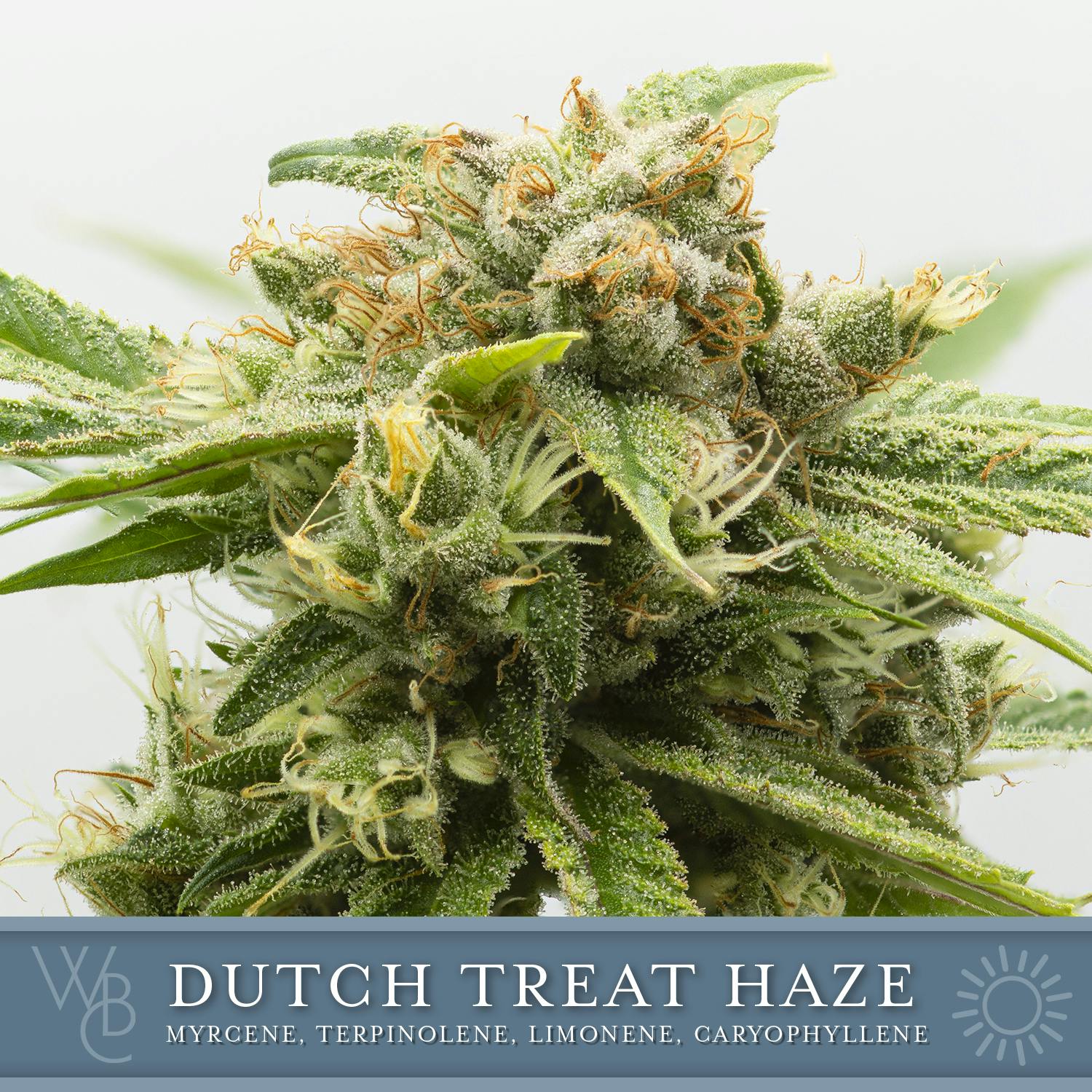 Dutch Treat Haze - image 1