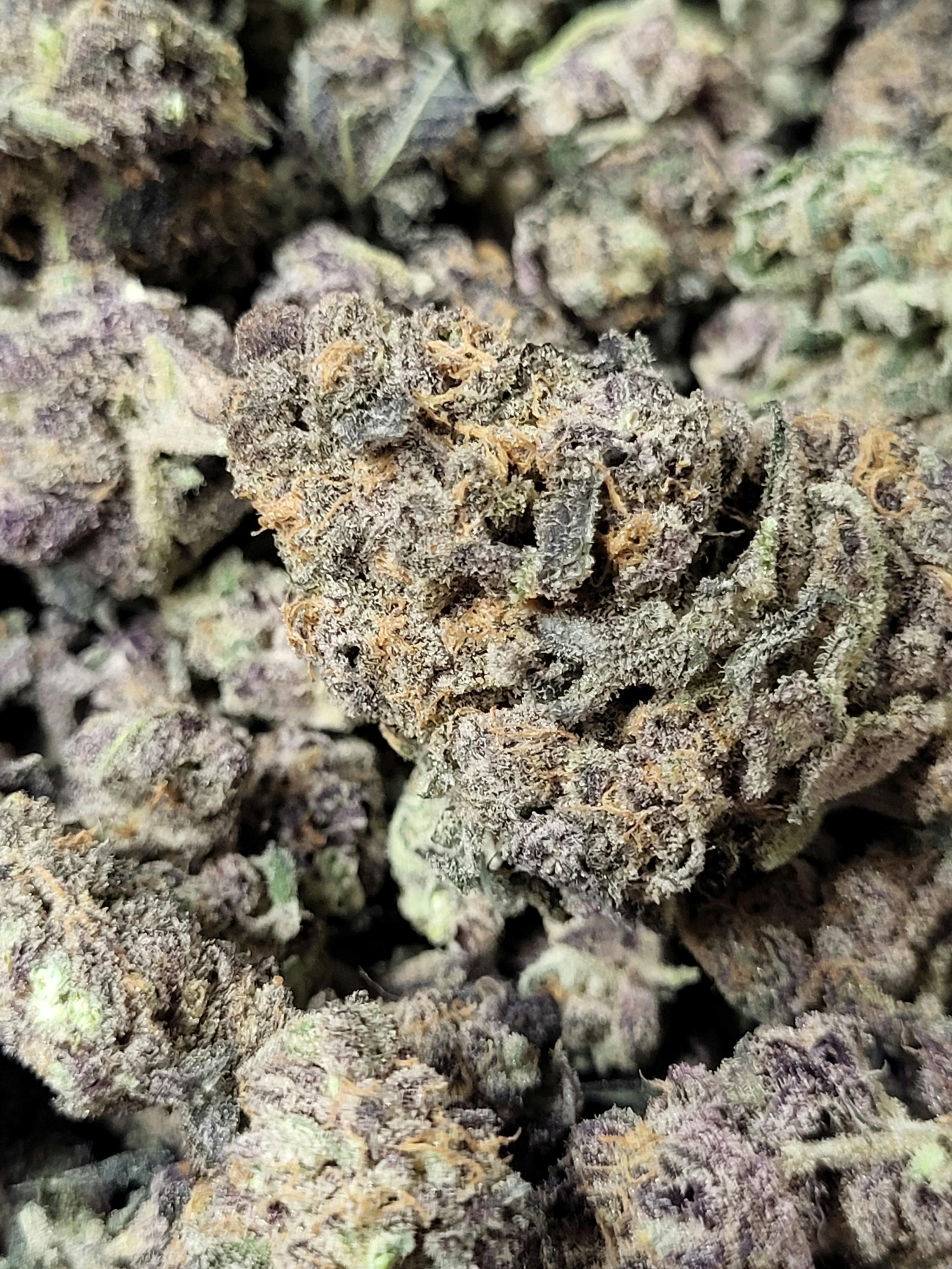 Gorilla zkittlez - image 1