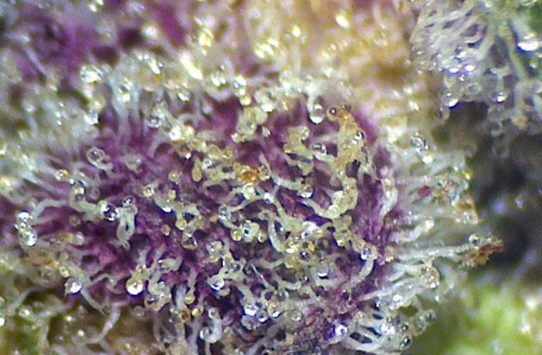 Animal Mints BX1 (1/8th Jar) - image 1