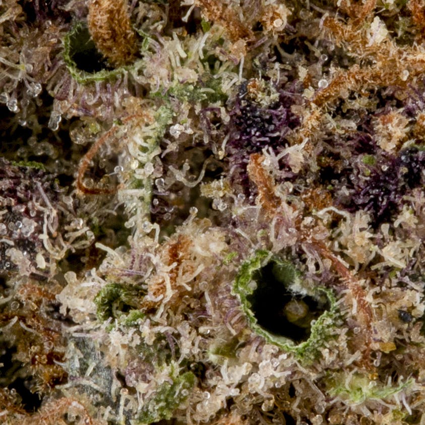 Blackberry Kush - image 2