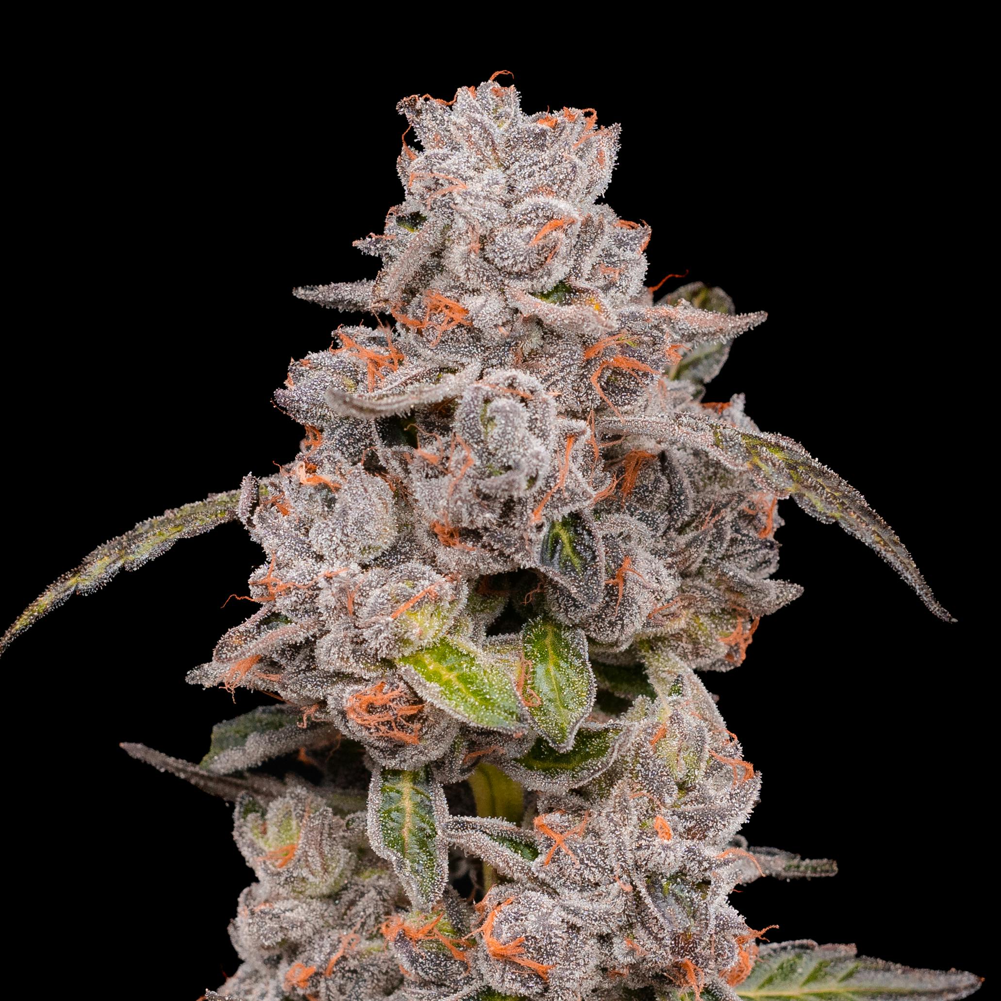 Apples & Bananas - image 3