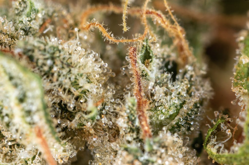 Jacky White (1/8th Jar) - image 1