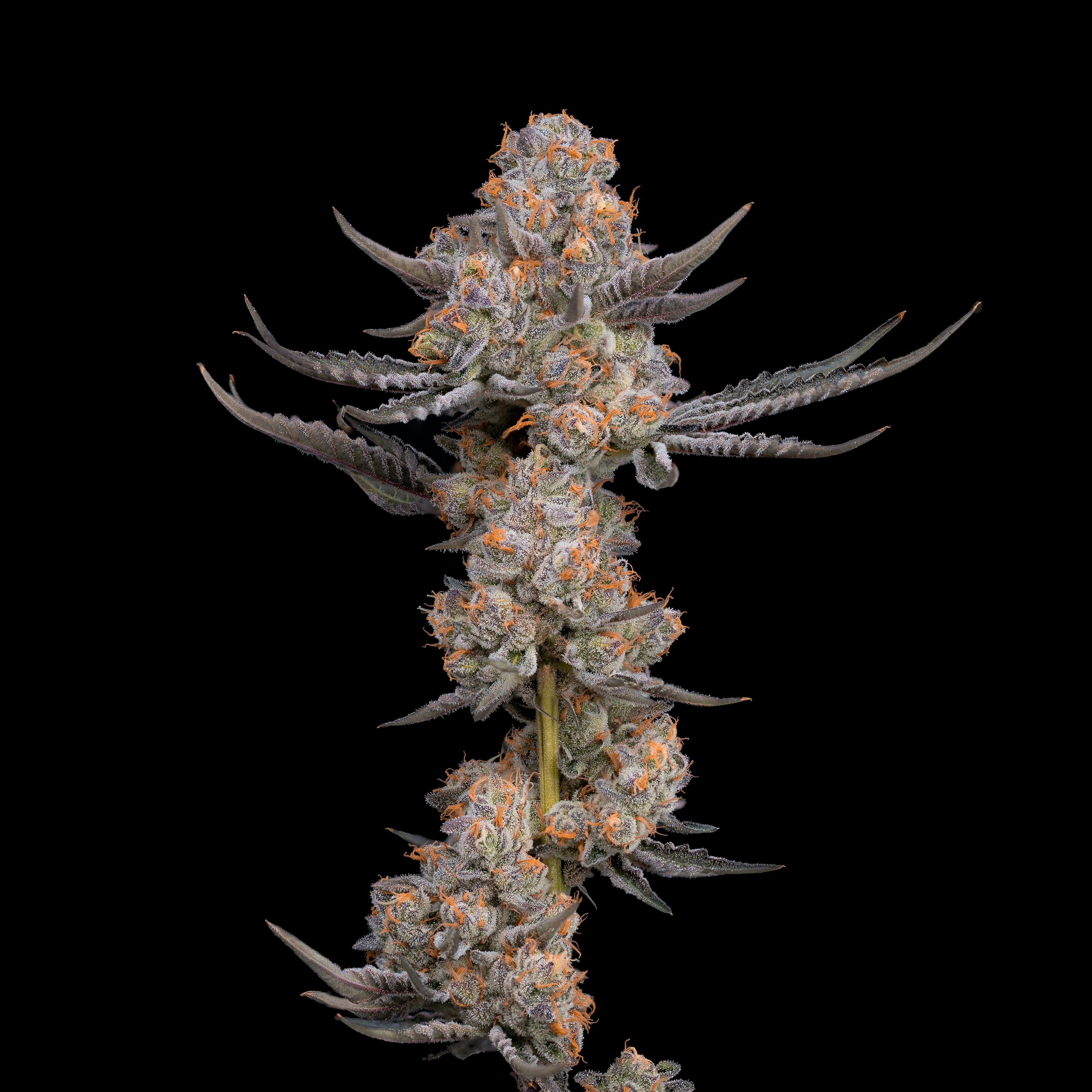 Pink Rozay - image 2