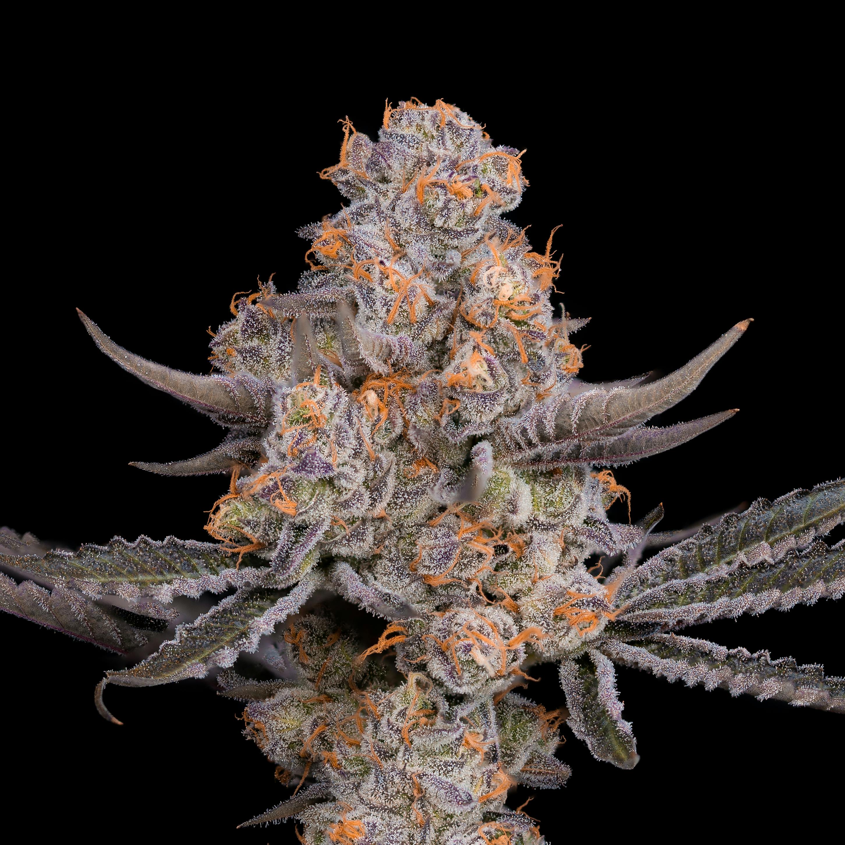 Pink Rozay - image 3