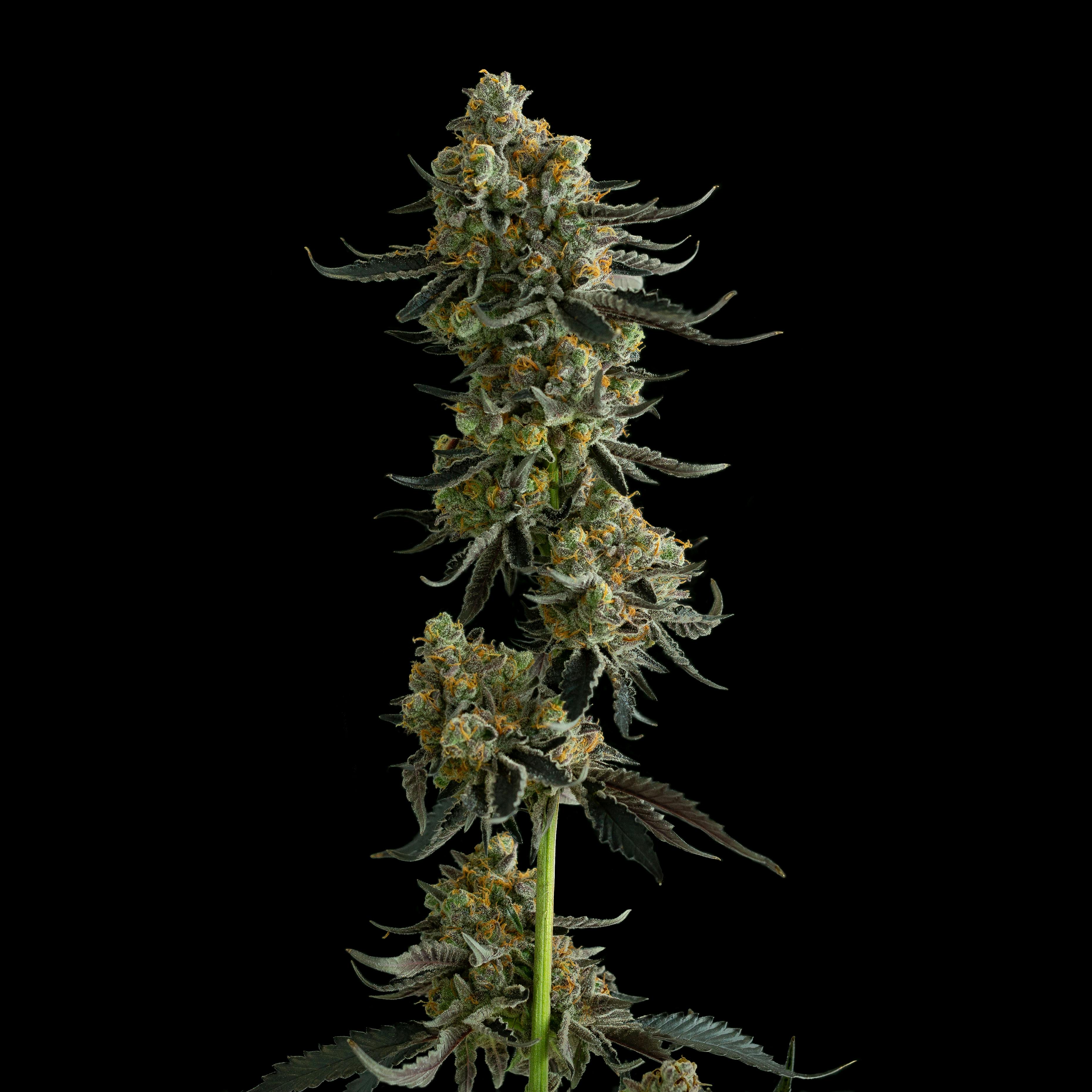 Cheetah P 1g Preroll - image 2
