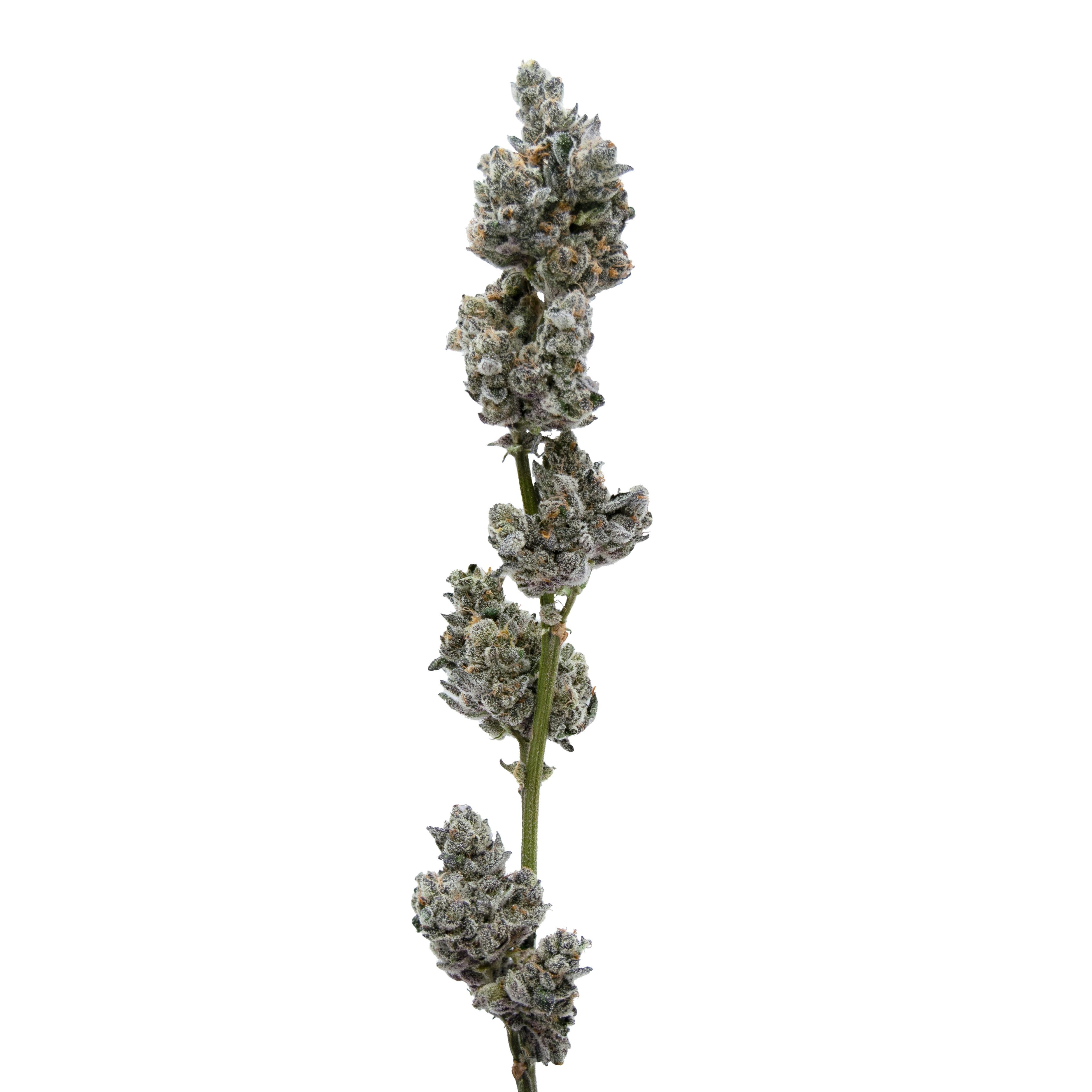 Yuzu Sherbet - image 1