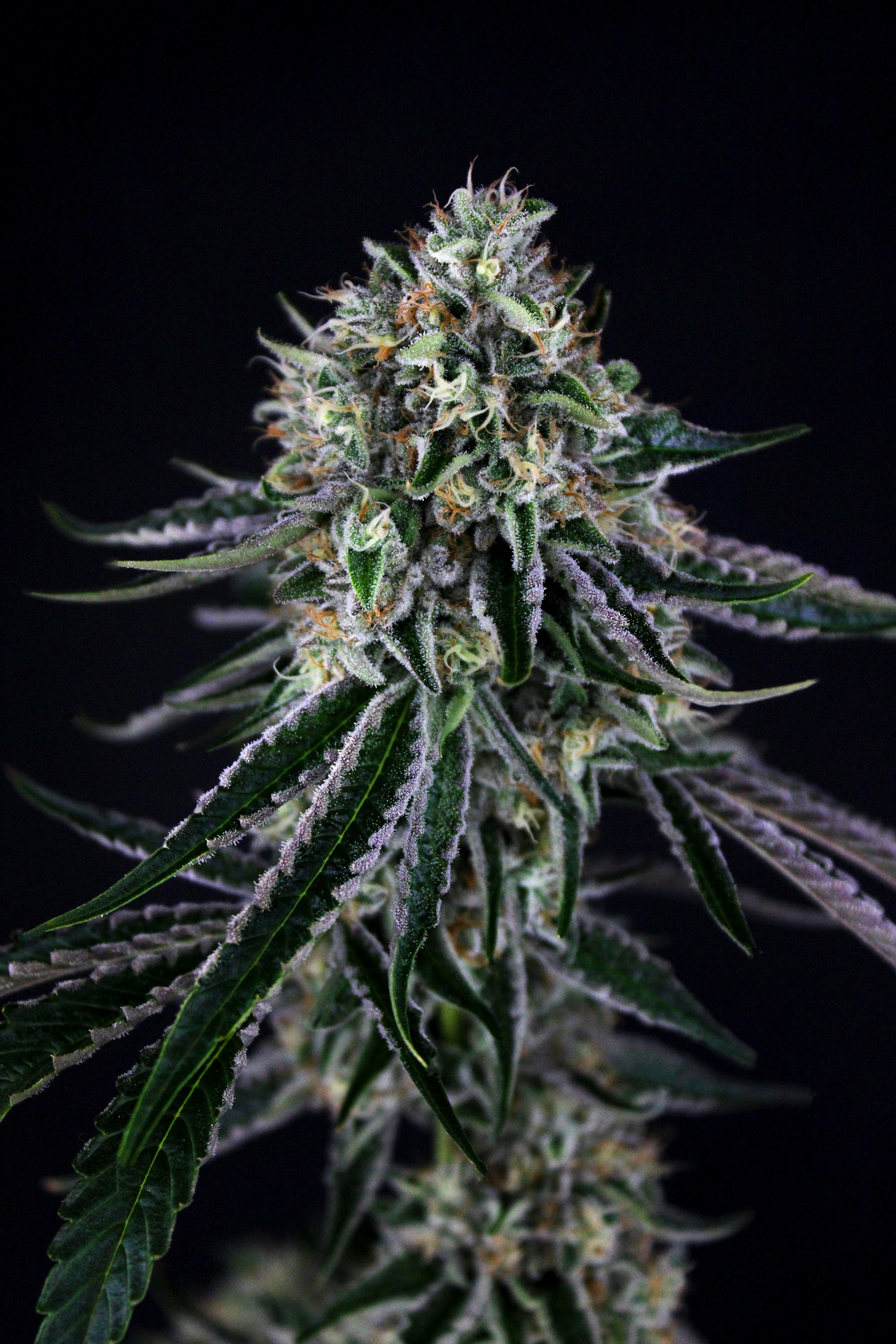 3C | Purple Nepal - 1g - image 2