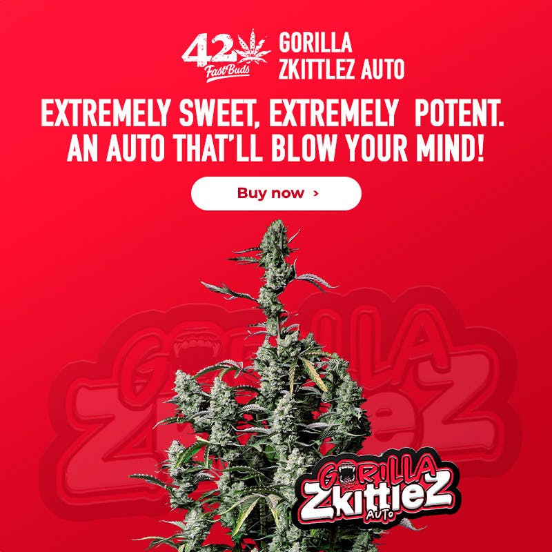 FastBuds Gorilla Zkittlez Auto 5 Seed Pack - image 2