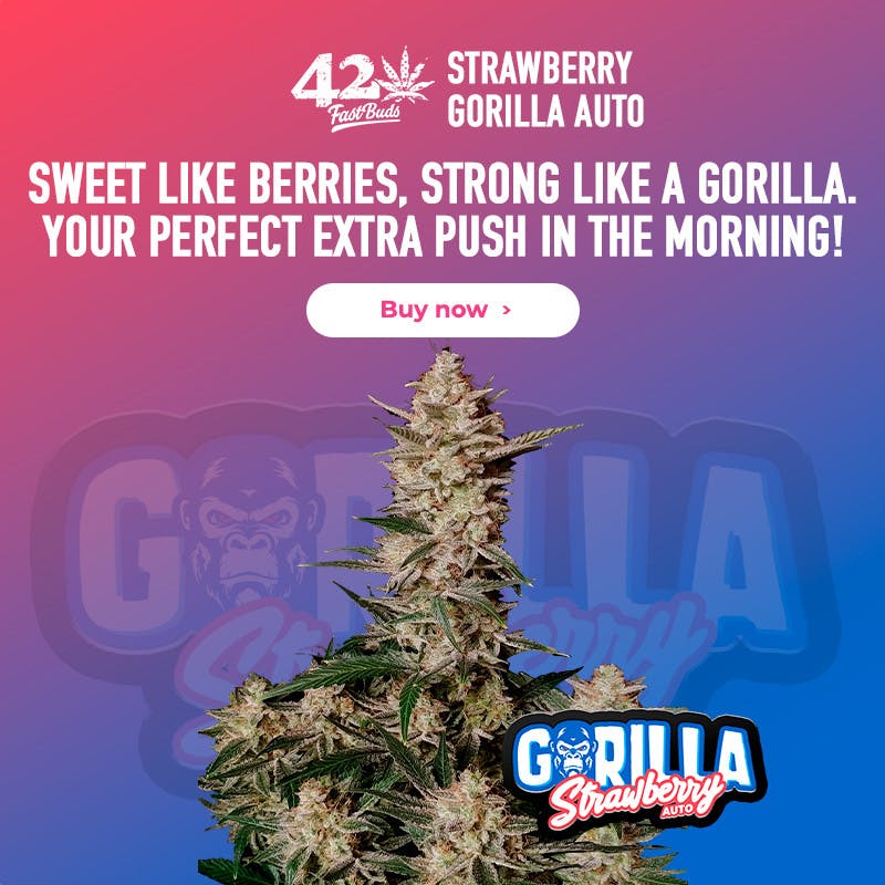 FastBuds Strawberry Gorilla Auto 5 Seed Pack - image 2