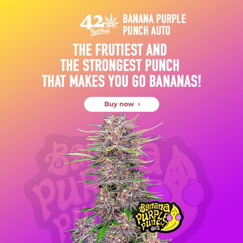 FastBuds Banana Purple Punch Auto 5 Seed Pack - image 2