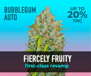 FastBuds Bubble Gum Auto 5 Seed Pack - image 2