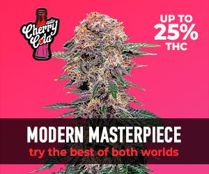 FastBuds Cherry Cola Auto 5 Seed Pack - image 2