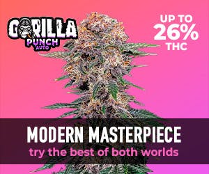 FastBuds Gorilla Punch Auto 5 Seed Pack - image 2