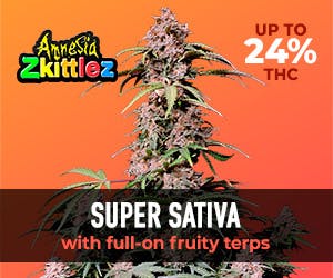 FastBuds Amnesia Zkittlez Auto 5 Seed Pack - image 2