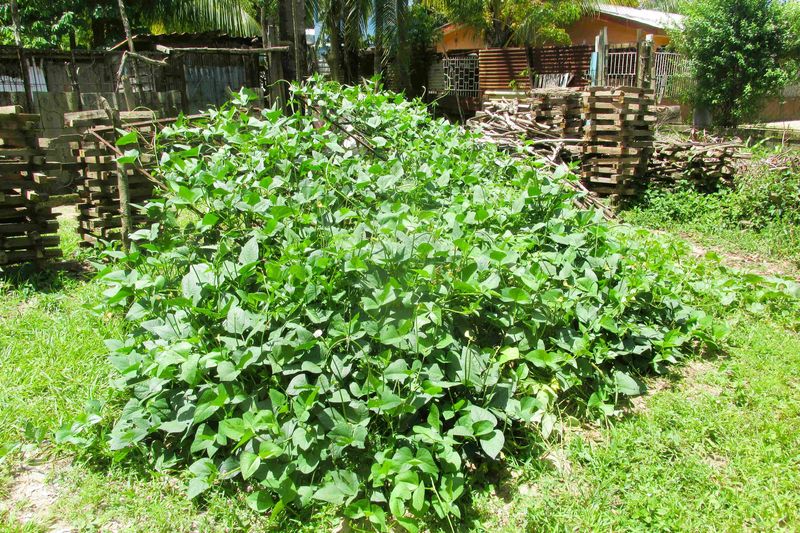 The hugelkultur bed and trellis covered in cowpeas